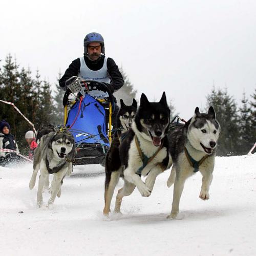 139 dickel 4 hunde 1bm