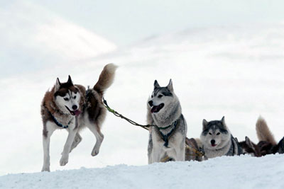 die hunde haben spass