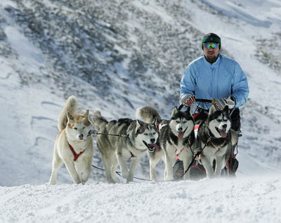 die hunde haben spass 1