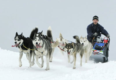die hunde haben spass 2