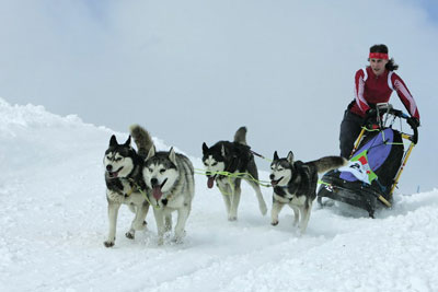 die hunde haben spass 4