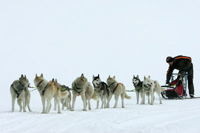 die hunde haben spass 5
