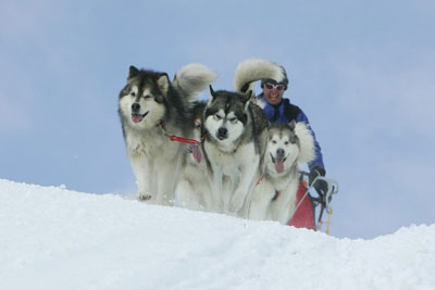 malamute power