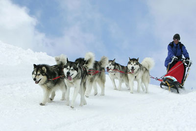 malamute power 1
