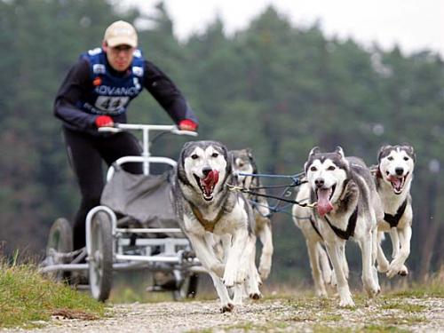 Lauf 2008