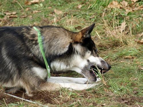 lauf 2