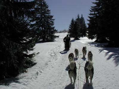 polen 15
