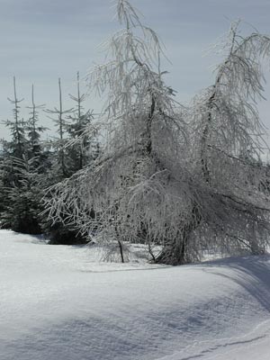 polen 20