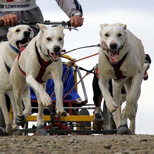 Hounds