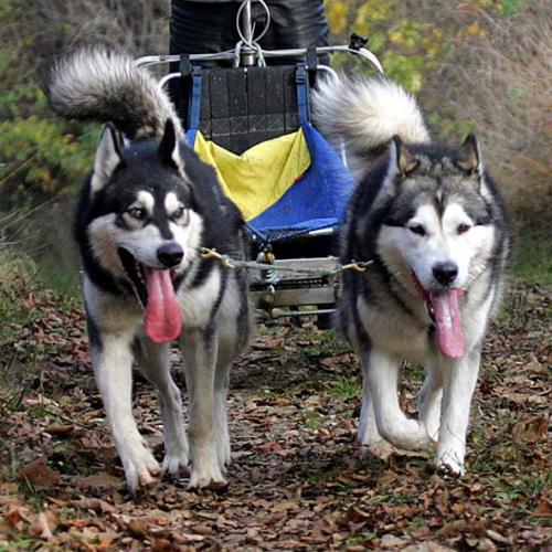 Malamute